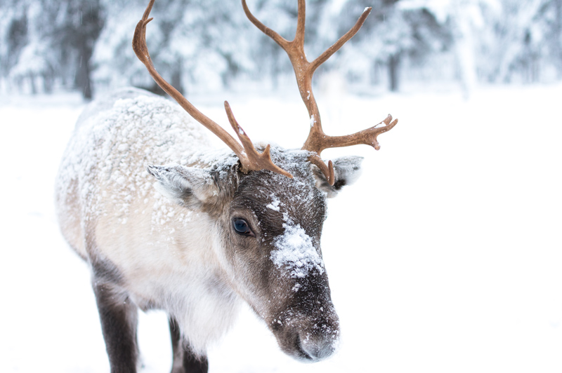 Reindeer in Lapland, Sweden