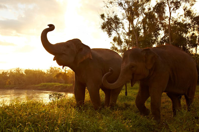 Anantara Golden Triangle Elephant Camp and Resort, Thailand