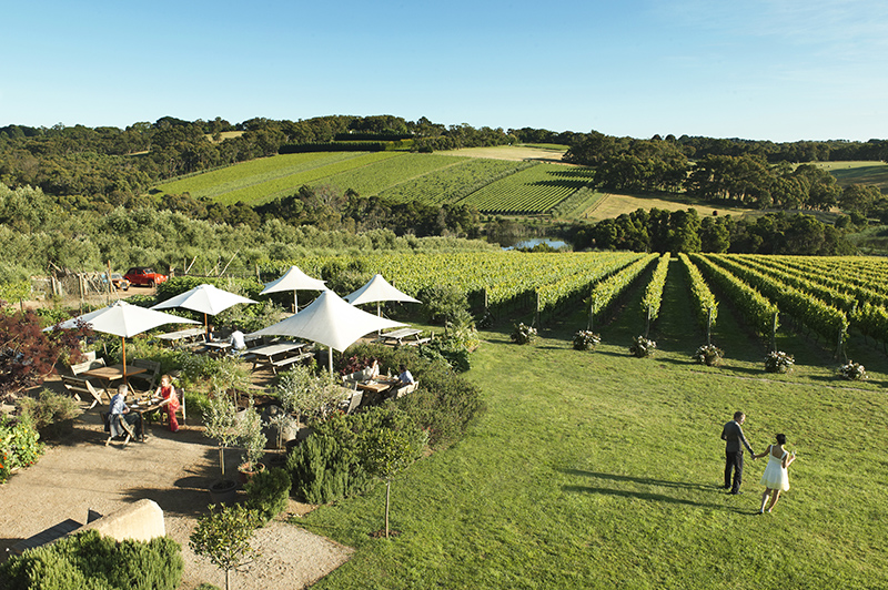 Montalto Vineyard and Olive Grove