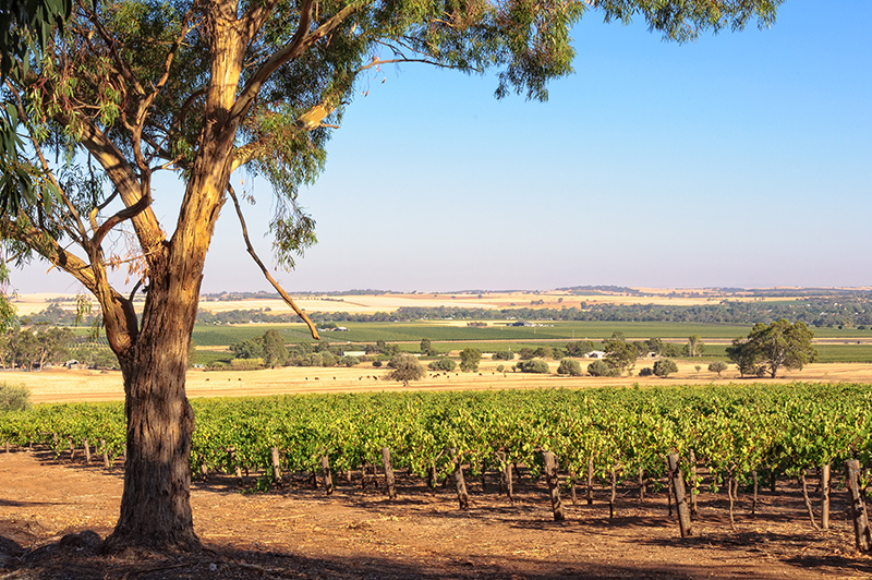 Barossa Valley, South Australia