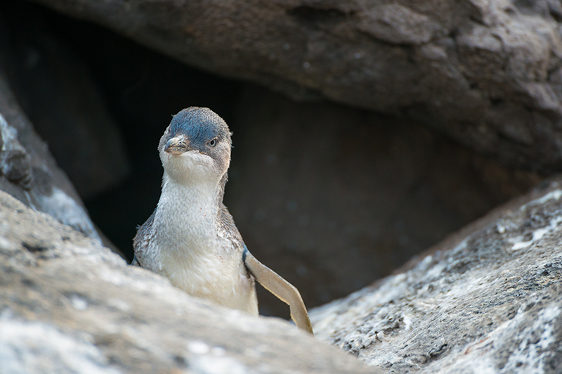 Fairy penguin in the nest near St.Kilda beach, Melbourne