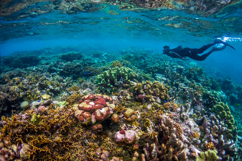 Dive beneath the surface in Solomon Islands Snorkeling at Marau Sound