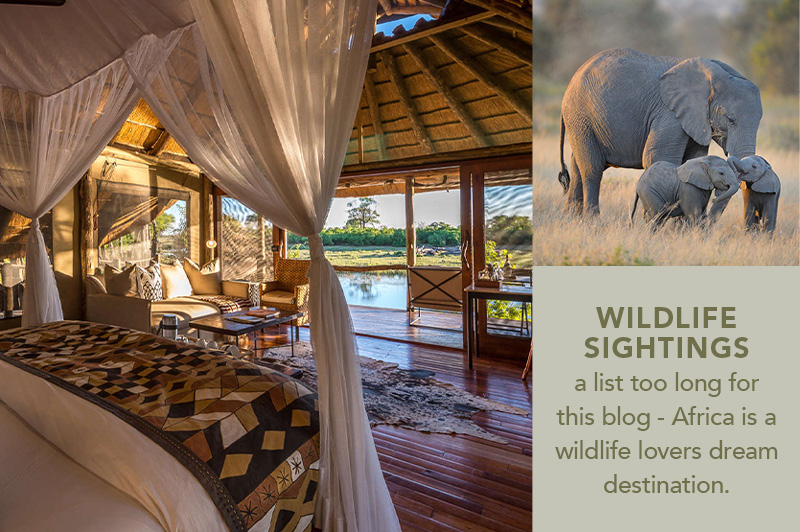 African Wildlife Safaris