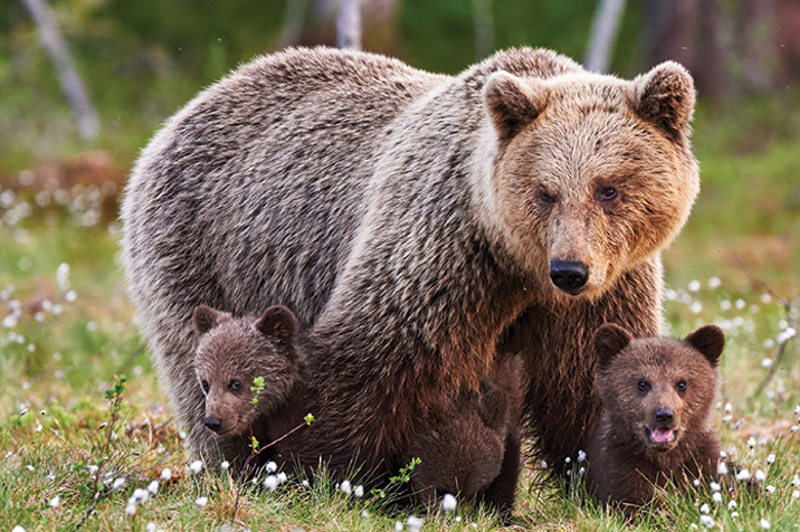 brown bear and cubs canada