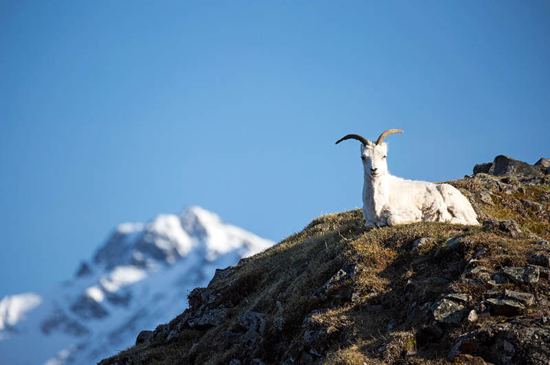 Dall Sheep, Alaska