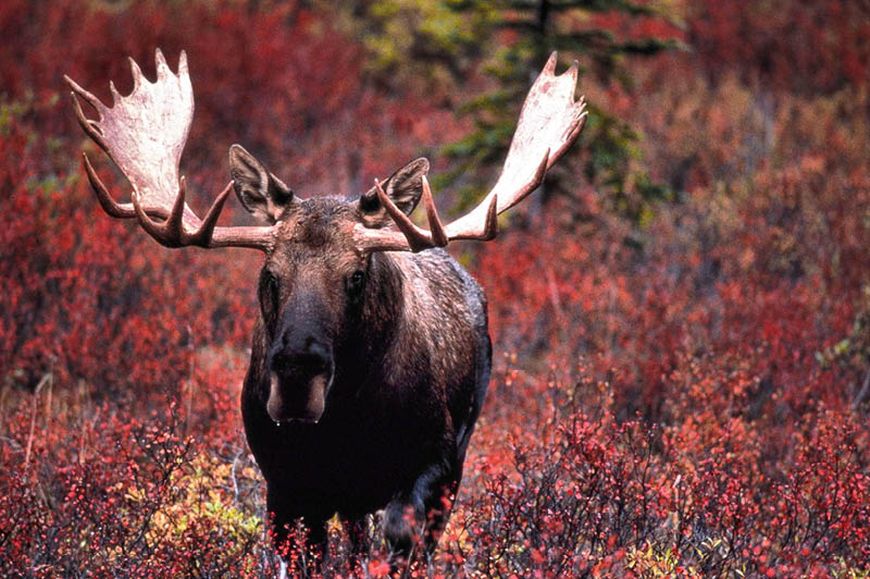 Moose, Alaska