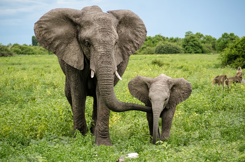 Chobe National Park, Botswana