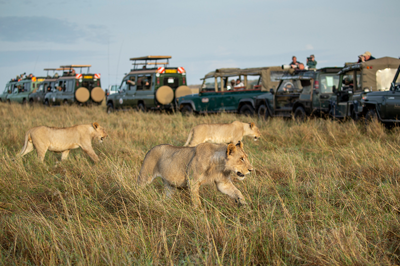 Safari in Serengeti National Park