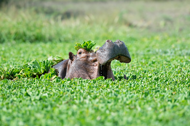 South Luangwa National Park, Zambia