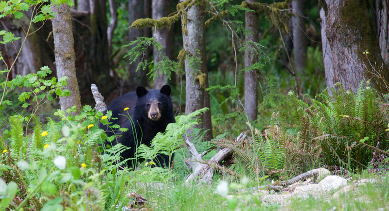 Black bear peers at camera from among grass and flowers