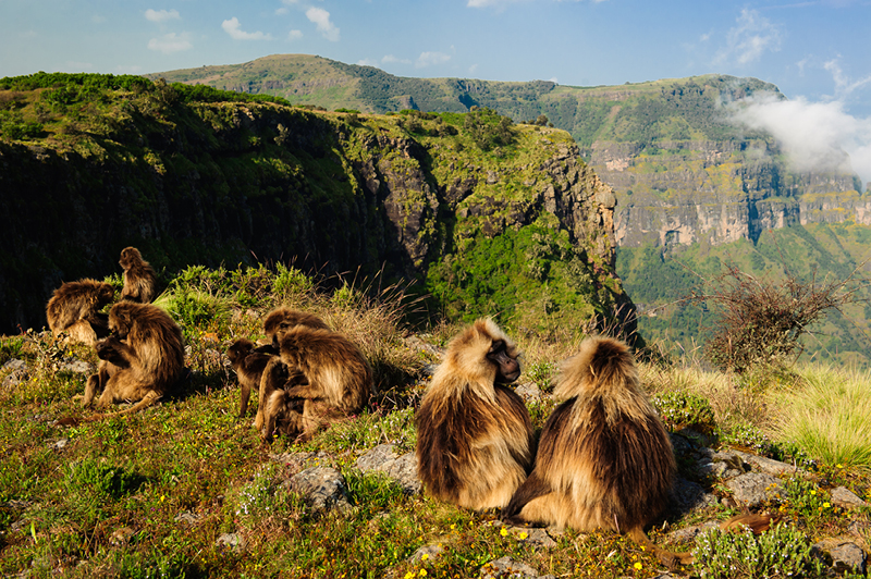 Gelada monkeys grazing at a cliff edge in Simien Mountains National Park, Ethiopia