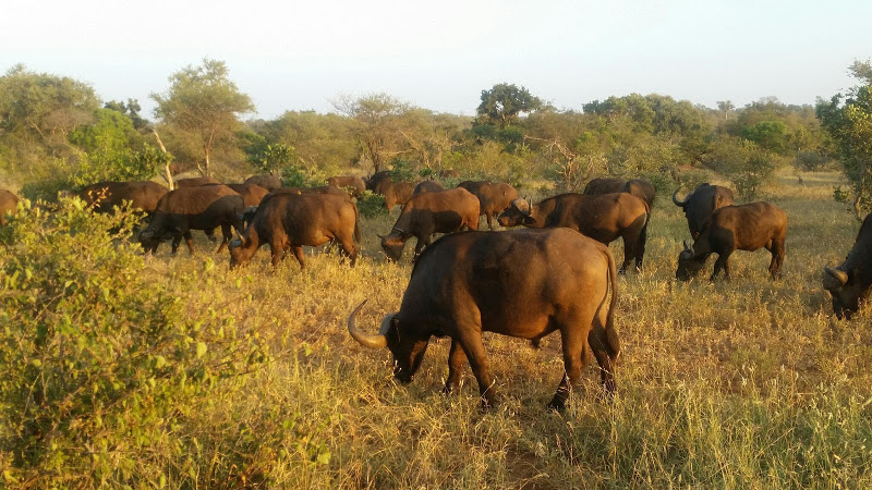 Buffalo Kambaku Reserve South Africa