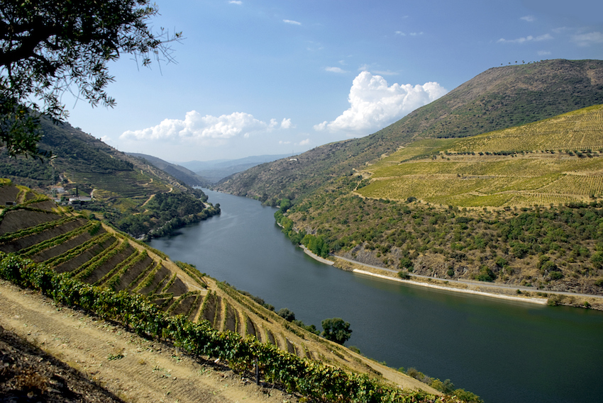 Portugal Douro Valley vinyards