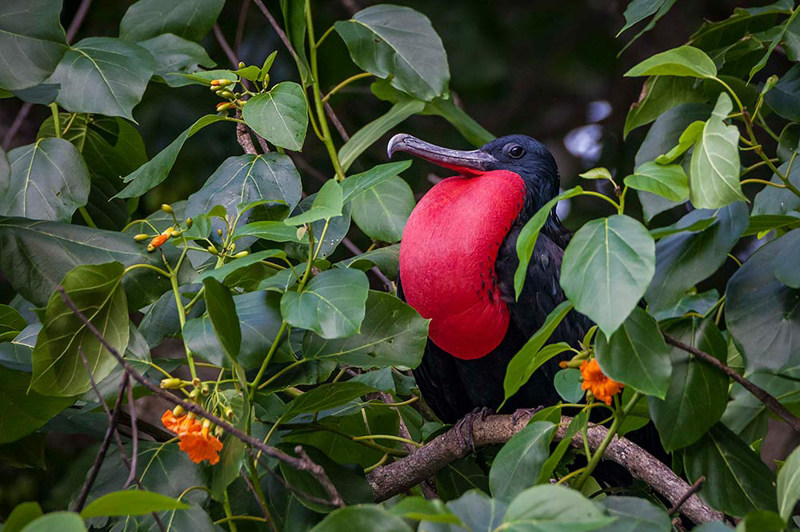 Frigate Bird on Christmas Island (image courtesy of Yvonne McKenzie)