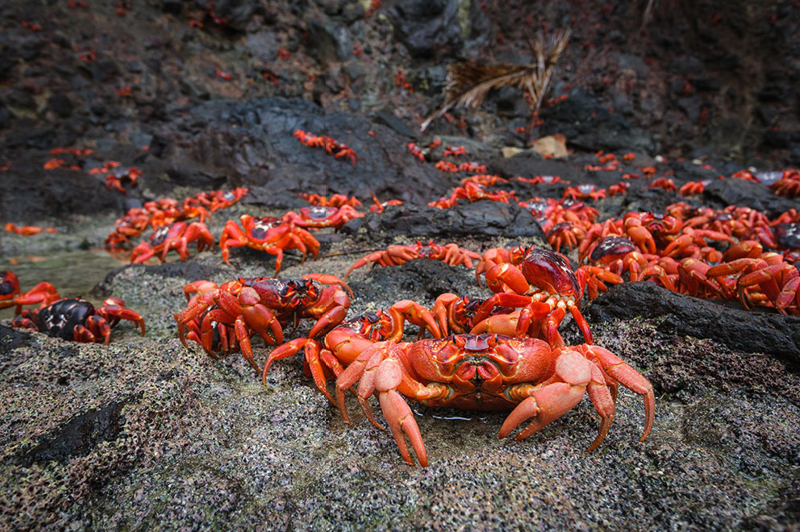 Red Crab Migration on Christmas Island (image courtesy of www.christmas.net.au)