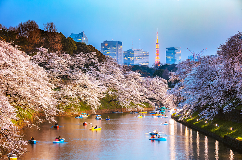 Cruise with Princess during Japan’s cherry blossom season Travel