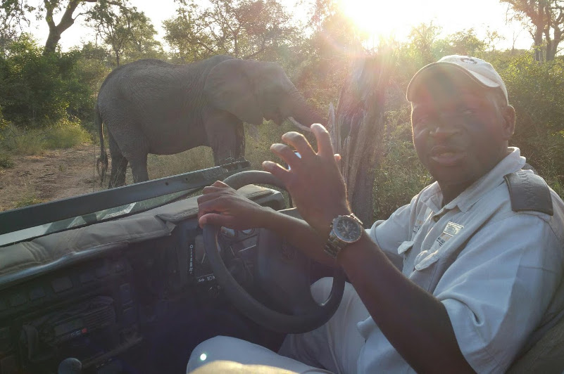 Driver and elephant Kambaku Game Lodge South Africa