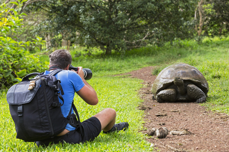 Galapagos tortise, South America