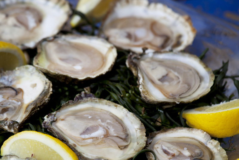 Galway oyster, Festival and Event Calendar