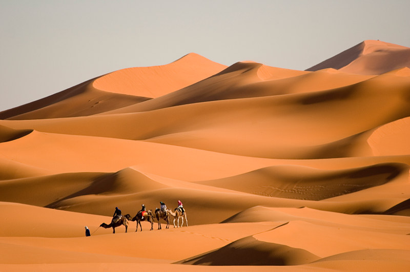 camel rides in Sahara sand dunes 