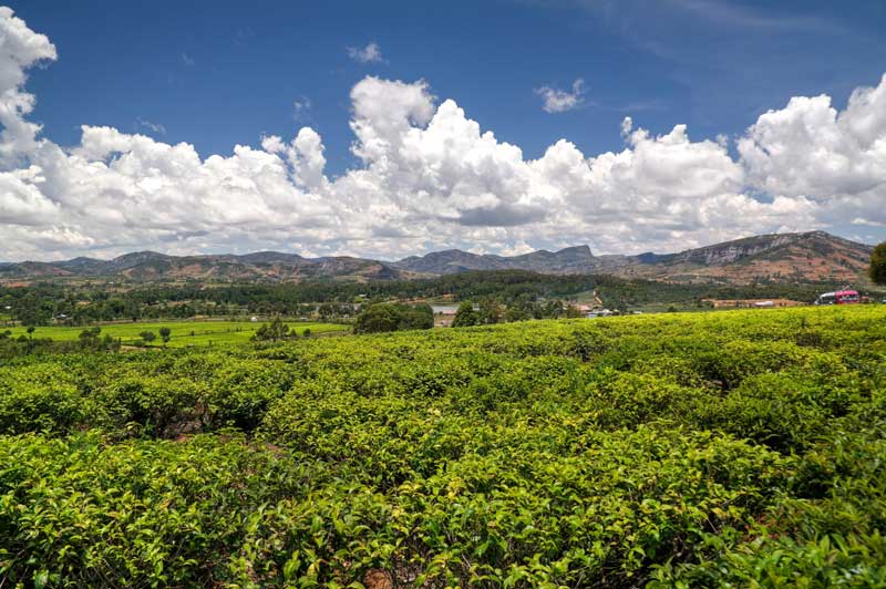 Tea plantations in Sahambavy