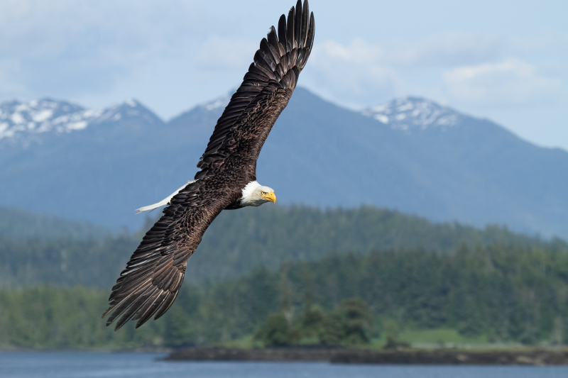 Bald eagle Canada BC