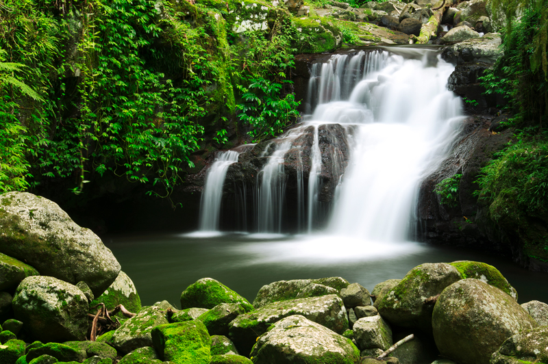 Gondawana Rainforest