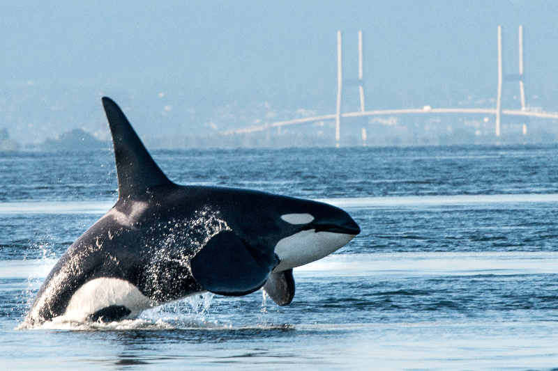 Orca in Vancouver Bay