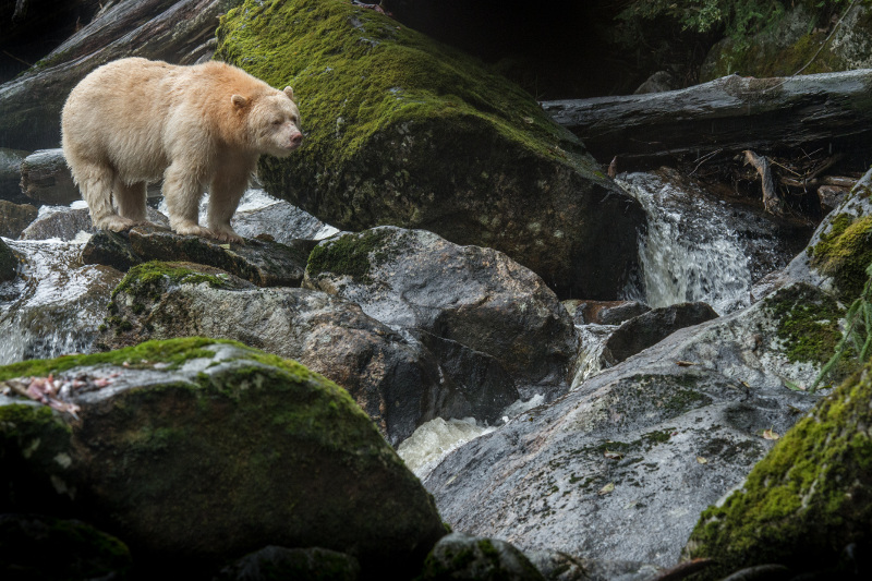 Spirit bear Canada