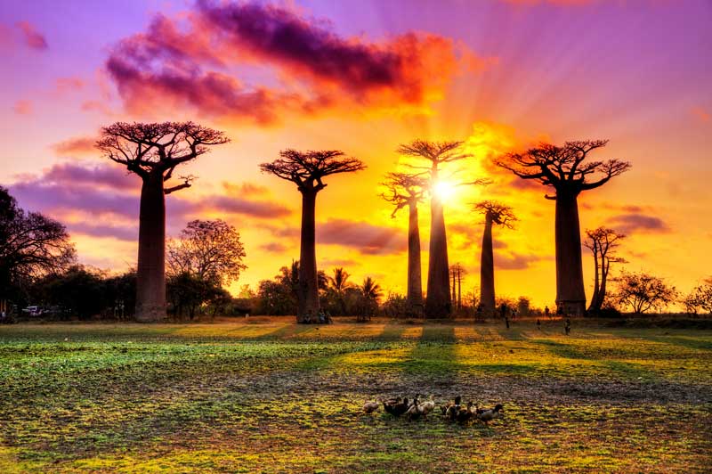 Avenue of the Baobabs in Madagascar