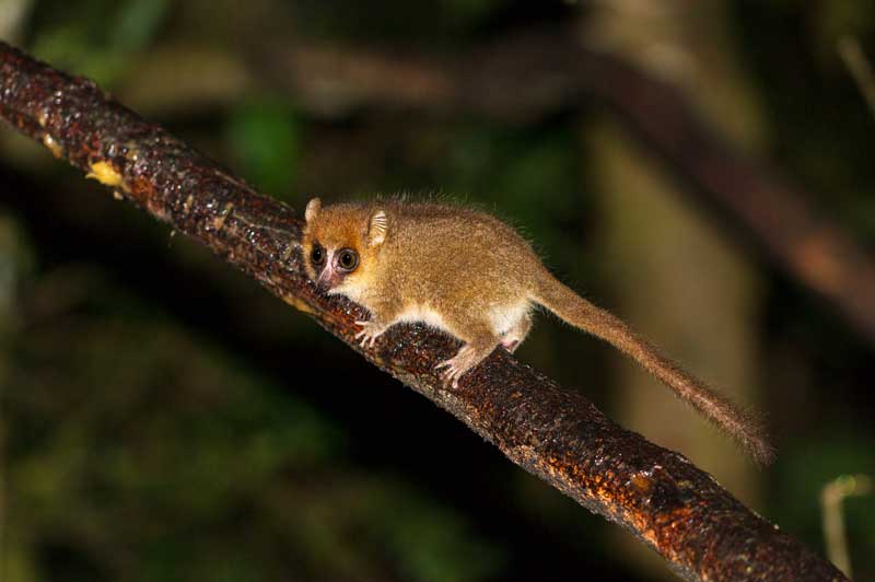 The elusive Mouse Lemur