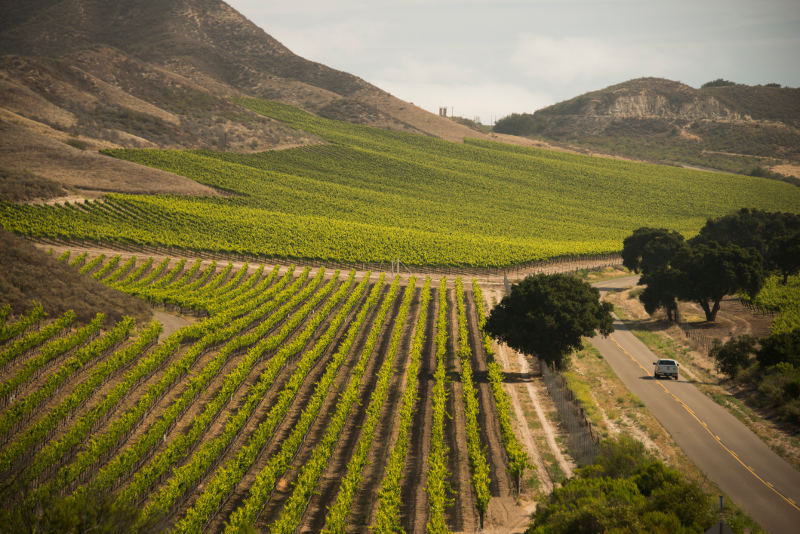 car driving through vineyards santa barbara