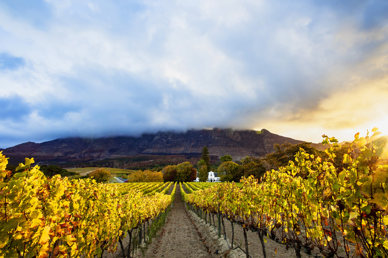 Autumn Vineyards, Cape Town, South Africa