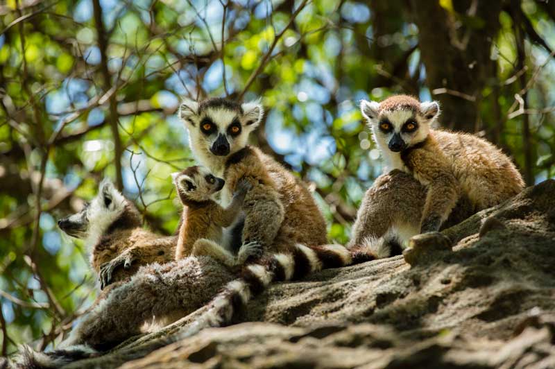 Ring Tailed Lemur