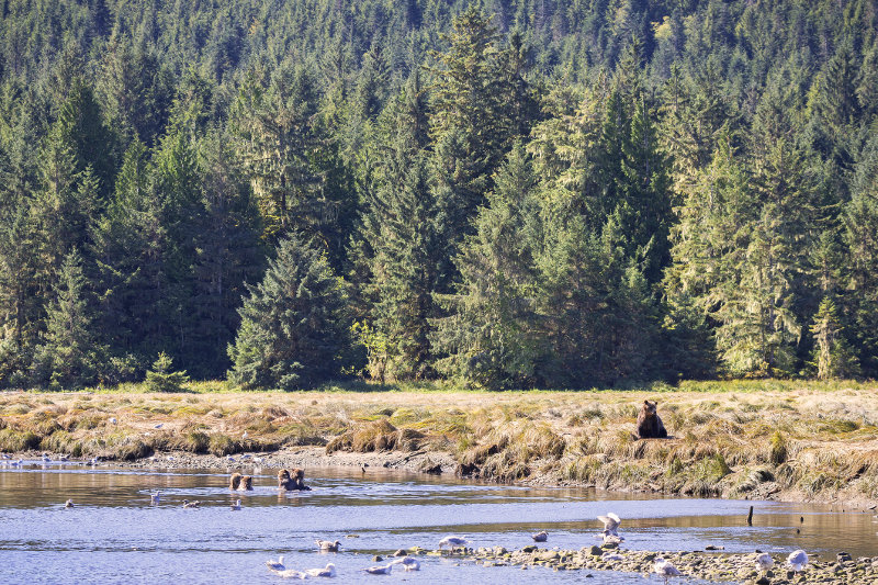 The Great Bear Rainforest