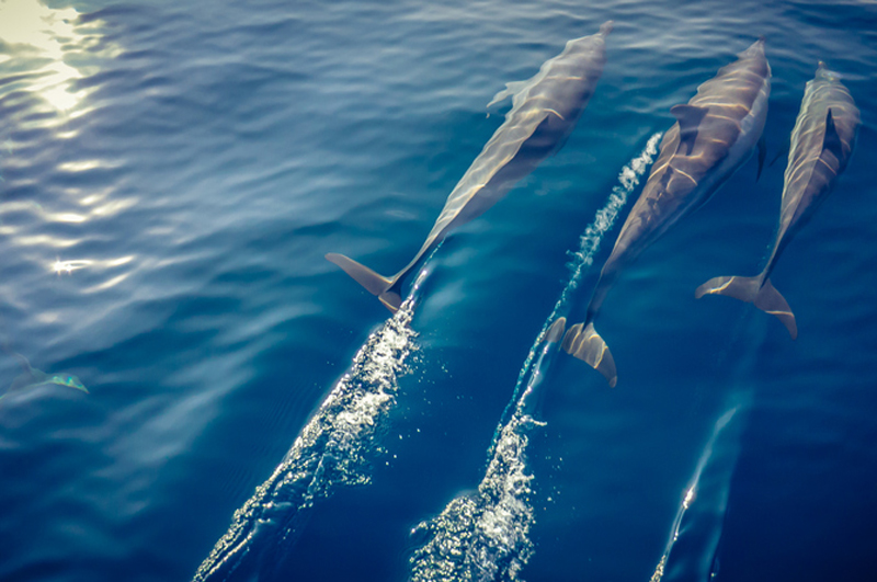 Dolphin watching on a sunset cruise