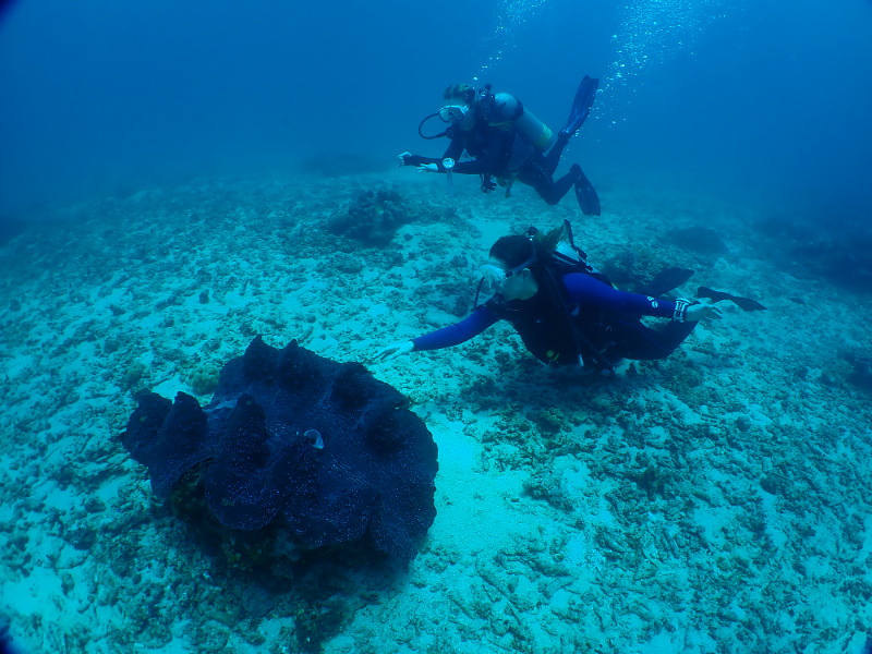 Giant clam Papua New Guinea