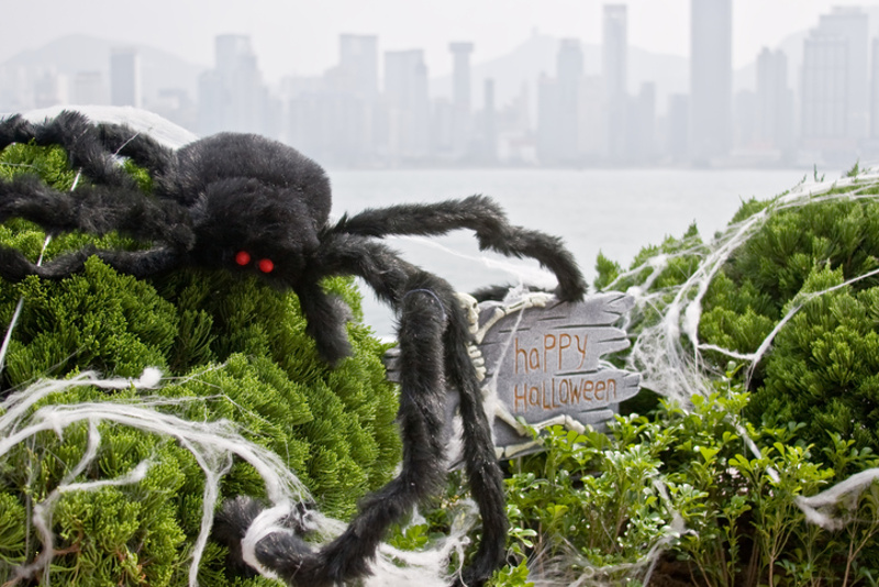 Halloween Spider Hong Kong