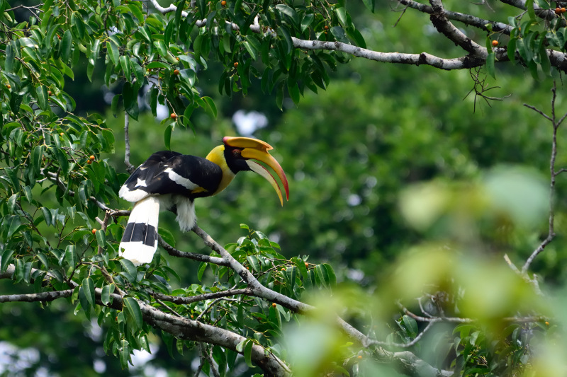 Hornbill Pangkor Laut