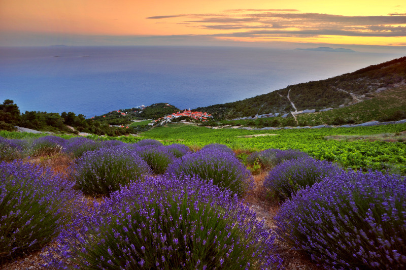 Lavender in Hvar