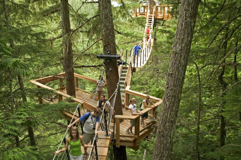 Walkway through tree canopy in Whistler