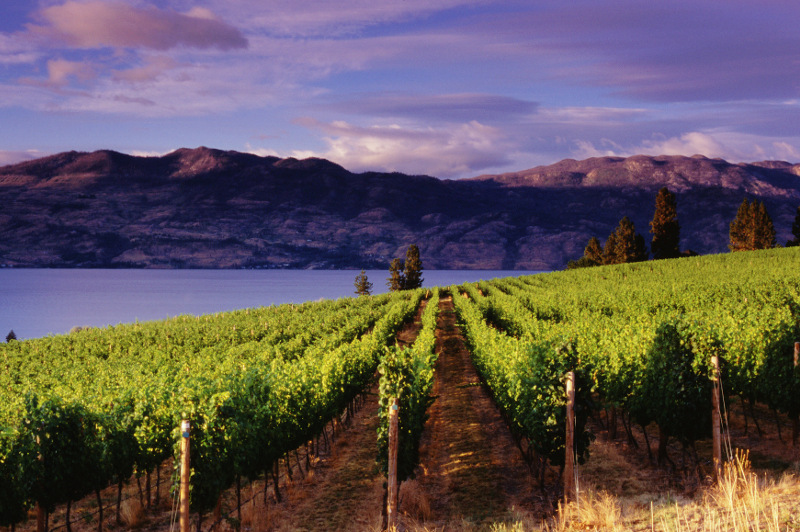 Kelowna BC vineyard