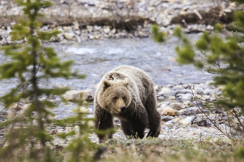 Lake Louise Grizzly Bear