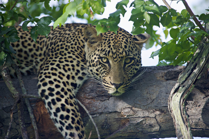 Leopard Sabi Sabi