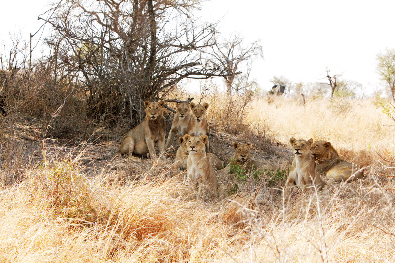 Lions in Sabi Sabi