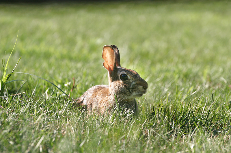 Watership Down