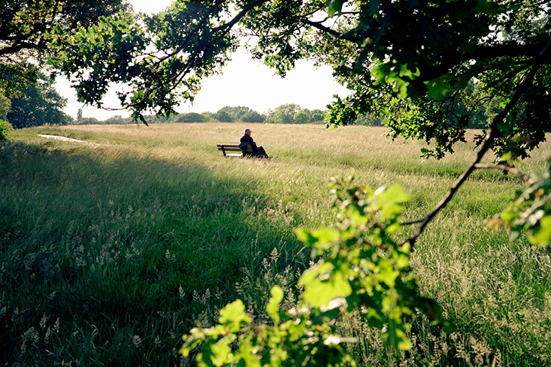 Hampstead Heath