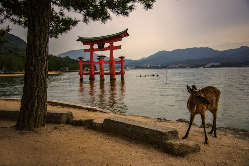 Miyajima torii gate