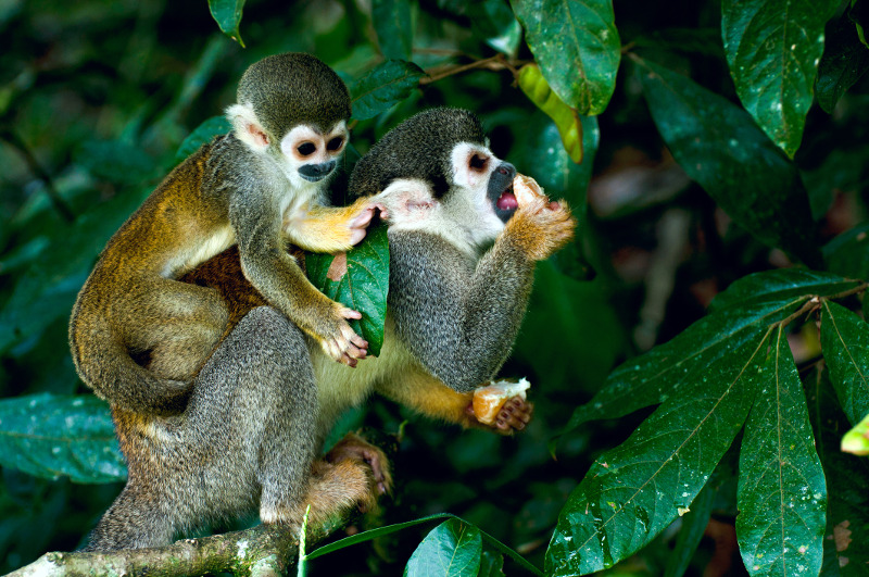 Monkeys, South American wildlife