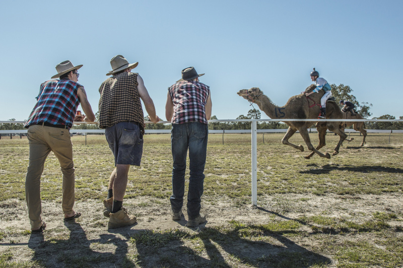 Camel racing Outback Queensland